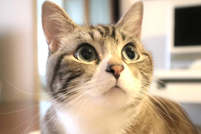 Thinking Cat Image