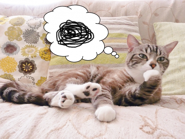 Image of a worried cat