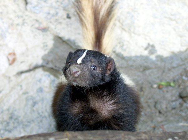 skunk