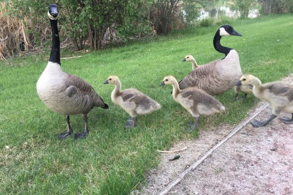 goose